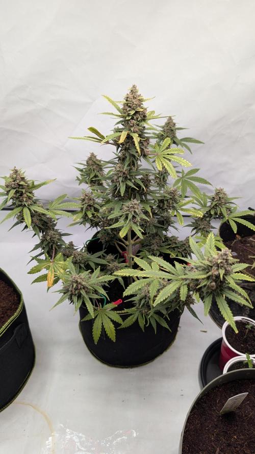 RED GORILLA 🦍 Girl XL Auto. Week 11