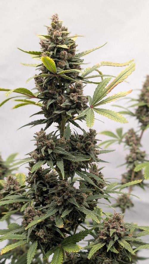 RED GORILLA 🦍 Girl XL Auto. Week 11