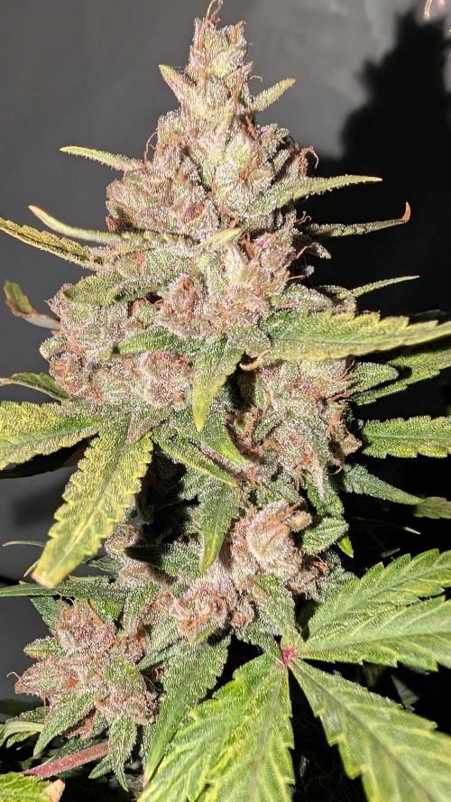 RED GORILLA 🦍 Girl XL Auto. Week 11