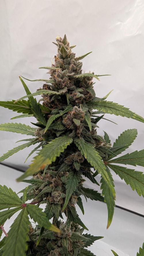 RED GORILLA 🦍 Girl XL Auto. Week 11