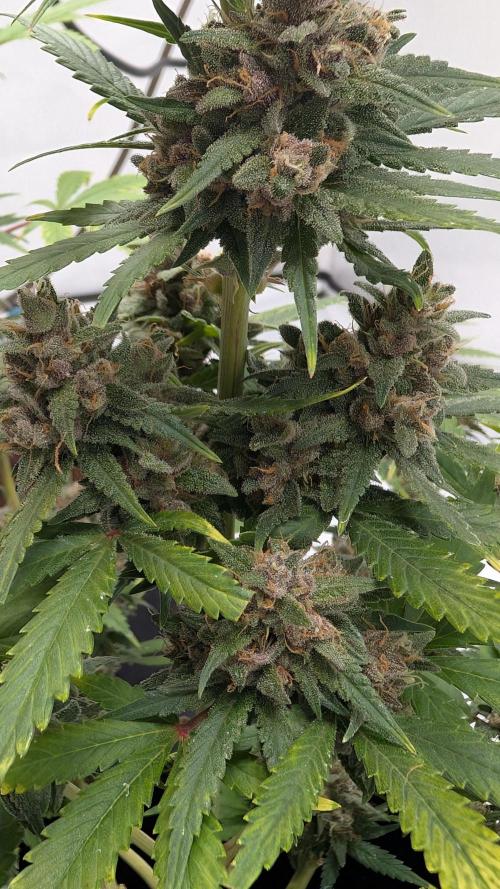 RED GORILLA 🦍 Girl XL Auto. Week 11