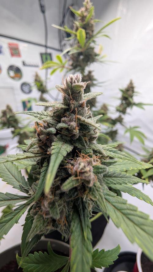 RED GORILLA 🦍 Girl XL Auto. Week 11