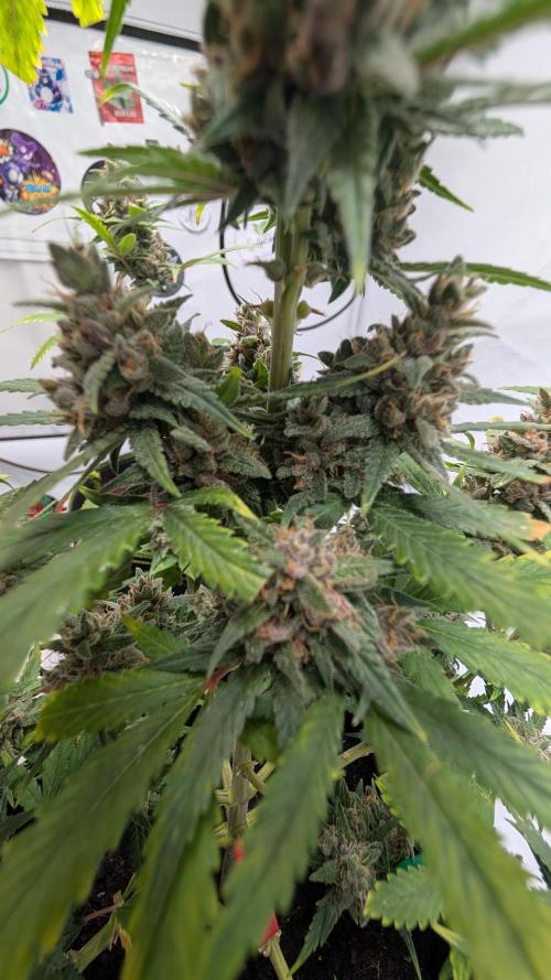 RED GORILLA 🦍 Girl XL Auto. Week 11