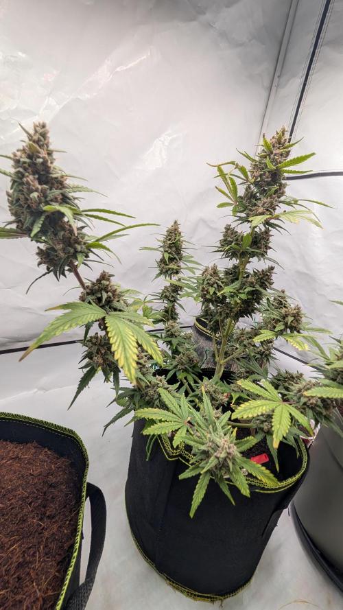 RED GORILLA 🦍 Girl XL Auto. Week 11