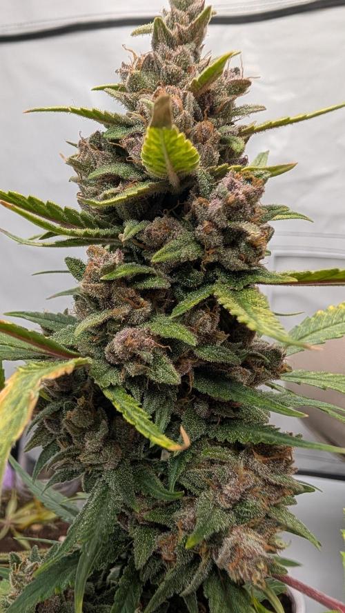 RED GORILLA 🦍 Girl XL Auto. Week 11