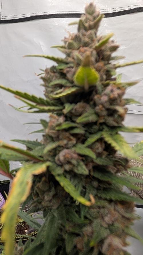 RED GORILLA 🦍 Girl XL Auto. Week 11