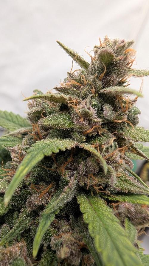 RED GORILLA 🦍 Girl XL Auto. Week 11