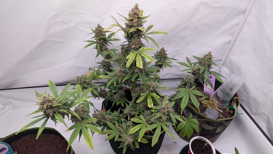RED GORILLA 🦍 Girl XL Auto. Week 11