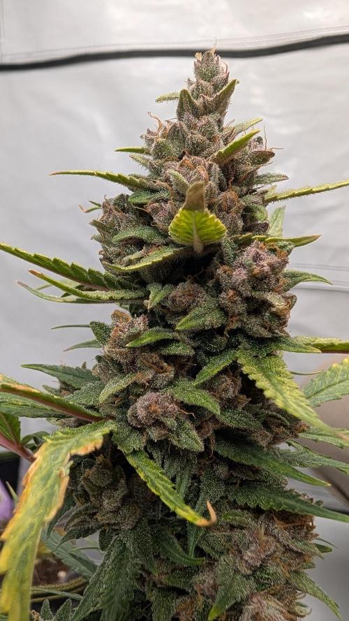 RED GORILLA 🦍 Girl XL Auto. Week 11