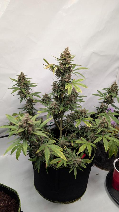 Gorilla Girl XL Auto. Week 11