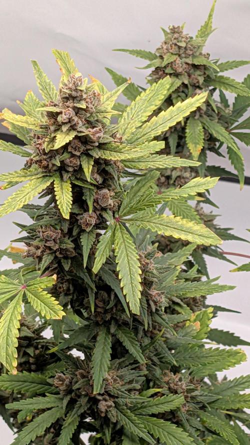 RED GORILLA 🦍 Girl XL Auto. Week 11