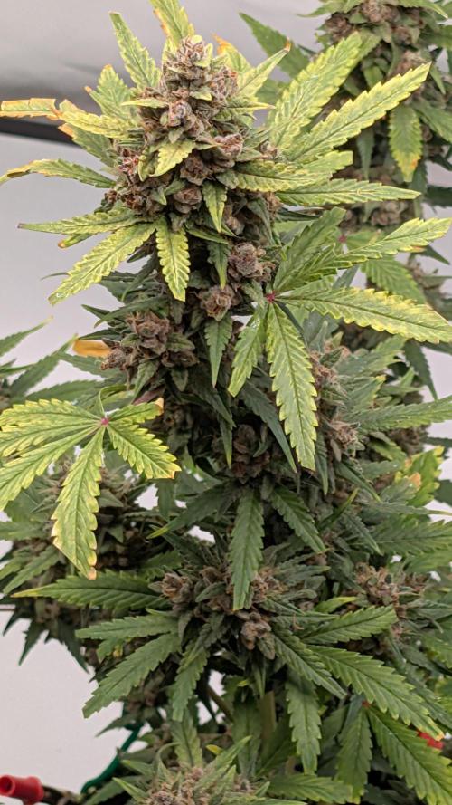 Gorilla Girl XL Auto. Week 11