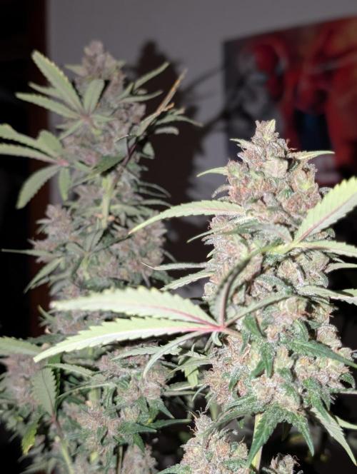 RED GORILLA 🦍 Girl XL Auto. Week 12
