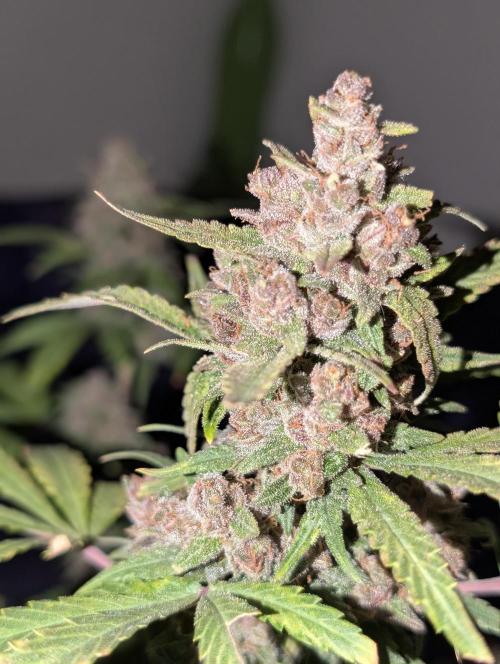 RED GORILLA 🦍 Girl XL Auto. Week 12