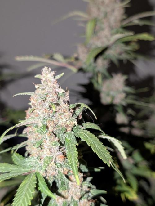 RED GORILLA 🦍 Girl XL Auto. Week 12