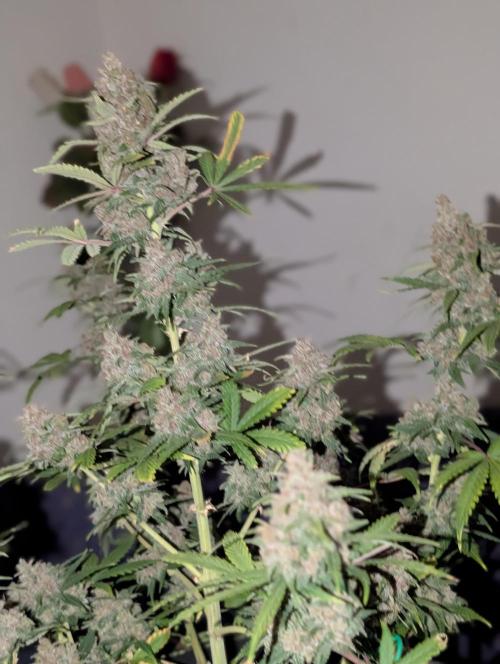 RED GORILLA 🦍 Girl XL Auto. Week 12