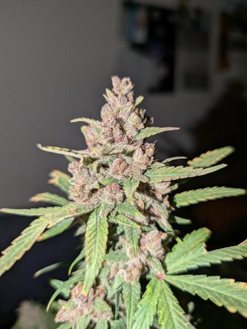 RED GORILLA 🦍 Girl XL Auto. Week 12