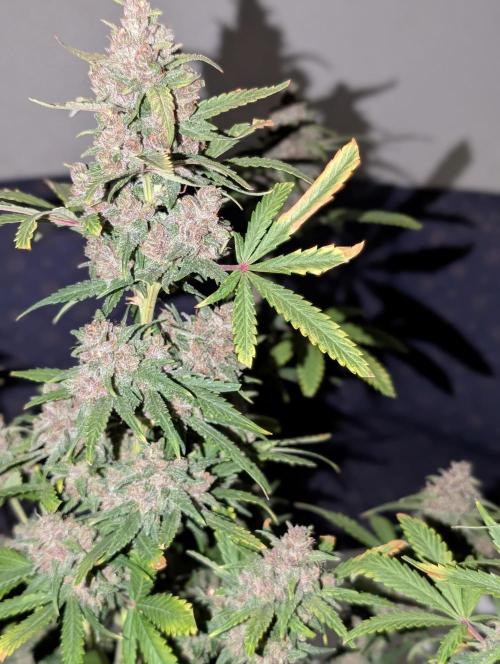 RED GORILLA 🦍 Girl XL Auto. Week 12