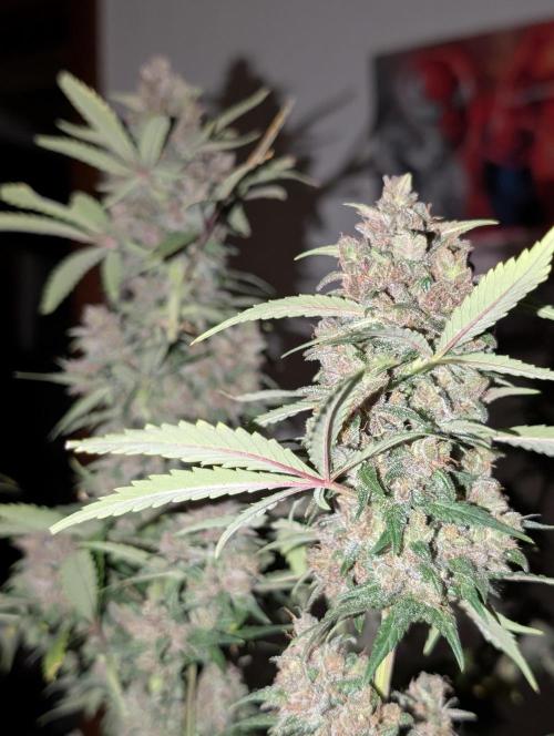 RED GORILLA 🦍 Girl XL Auto. Week 12