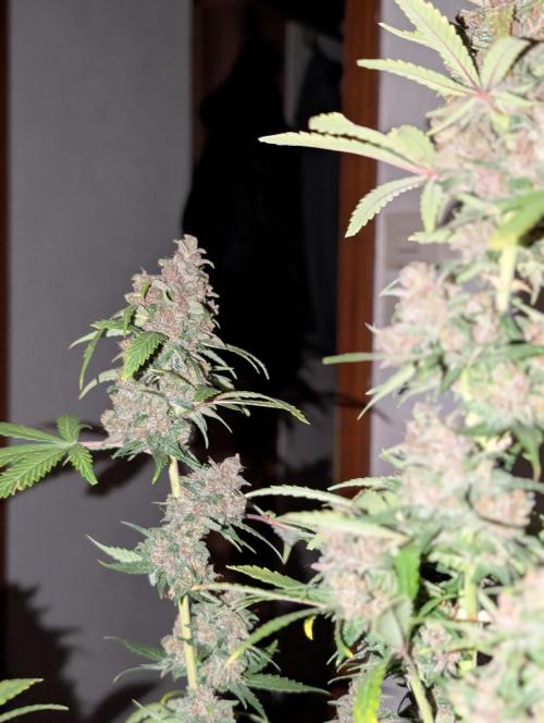 RED GORILLA 🦍 Girl XL Auto. Week 12