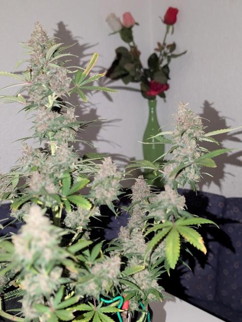 Gorilla Girl XL Auto. Week 12