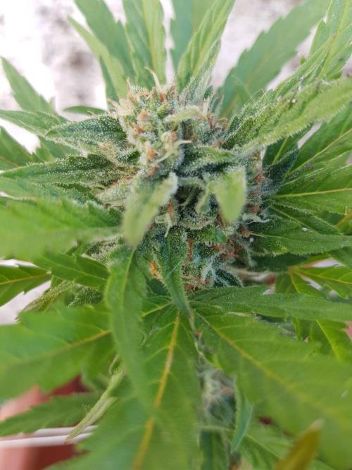 Outdoor. Week 4