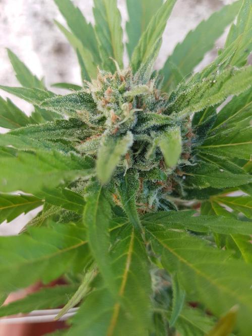 Auto Blueberry Banana. Week 4