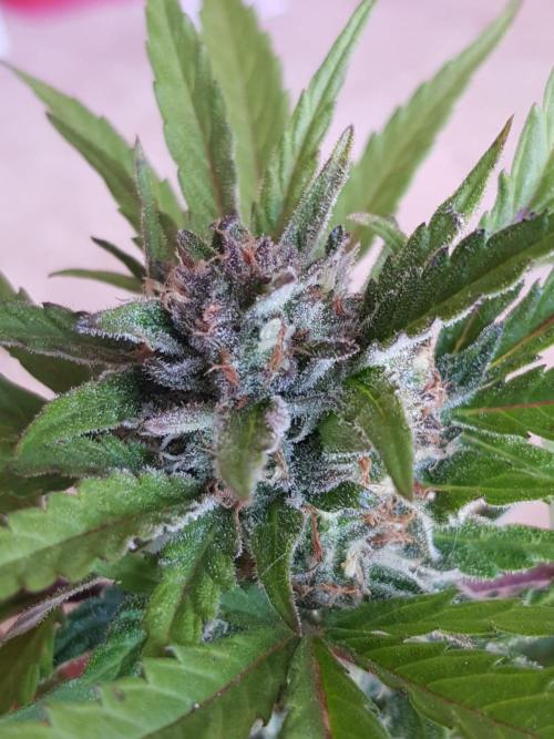 Auto Blueberry Banana. Week 1
