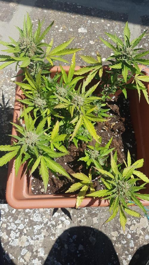 Auto Blueberry Banana. Week 2