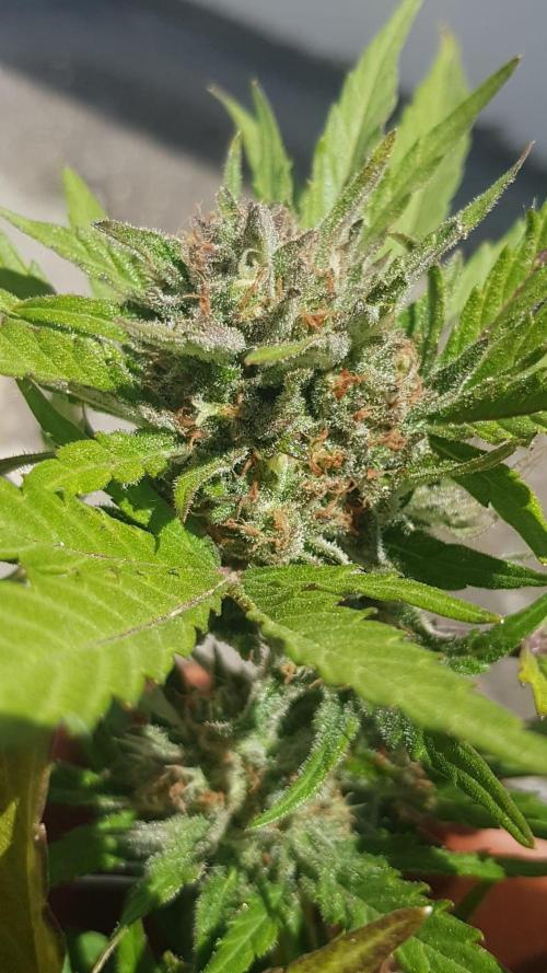 Outdoor. Week 5