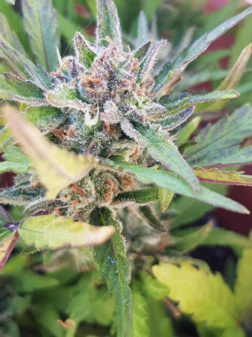 Outdoor. Week 6