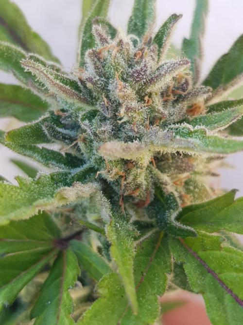 Outdoor. Week 6