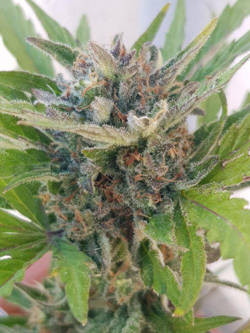 Outdoor. Week 6