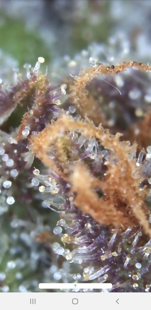 Auto Blueberry Banana. Week 6