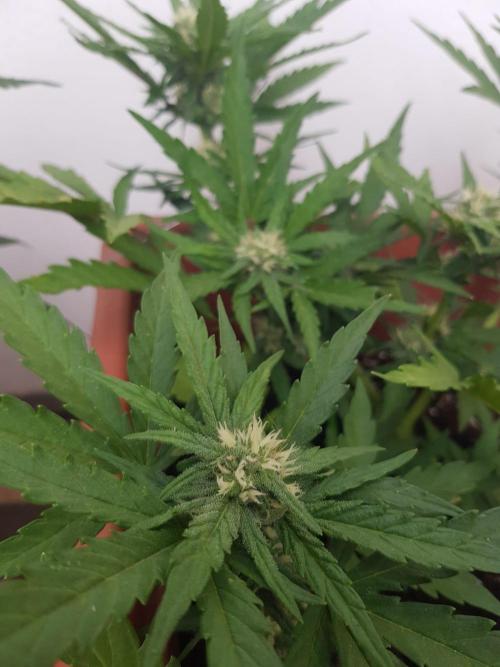 Auto Blueberry Banana. Week 2
