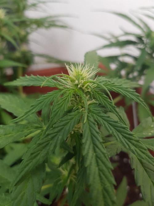 Outdoor. Week 1