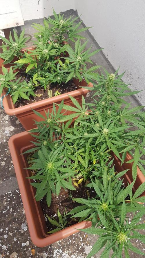 Auto Blueberry Banana. Week 1