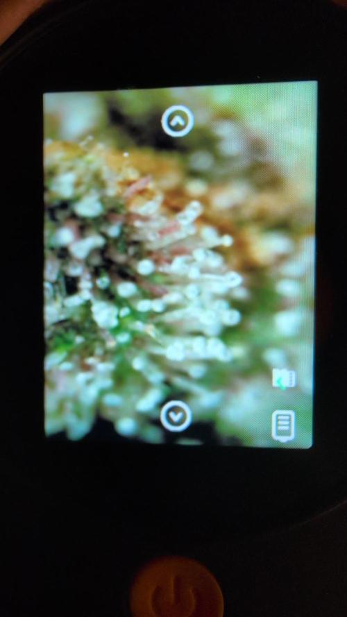 RED GORILLA 🦍 Girl XL Auto. Week 13 - die trichome sind meinerseits perfekt 
