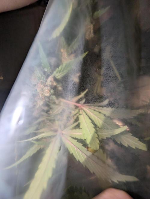 RED GORILLA 🦍 Girl XL Auto. Week 13 - ich hab zum testen damals dryfembag als so 2qm auch bekommen weshalb es immer als Gesamtpaket passt 