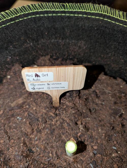 RED GORILLA 🦍 Girl XL Auto. Week 13 - unser Schild für 3 Monate 