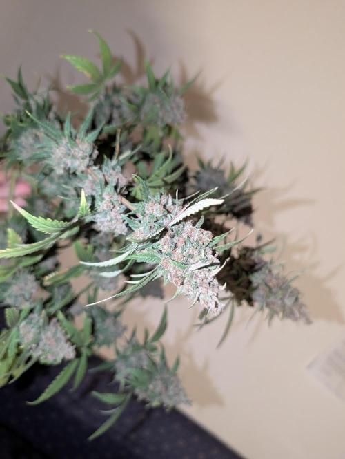 RED GORILLA 🦍 Girl XL Auto. Week 13