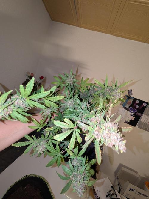 RED GORILLA 🦍 Girl XL Auto. Week 13