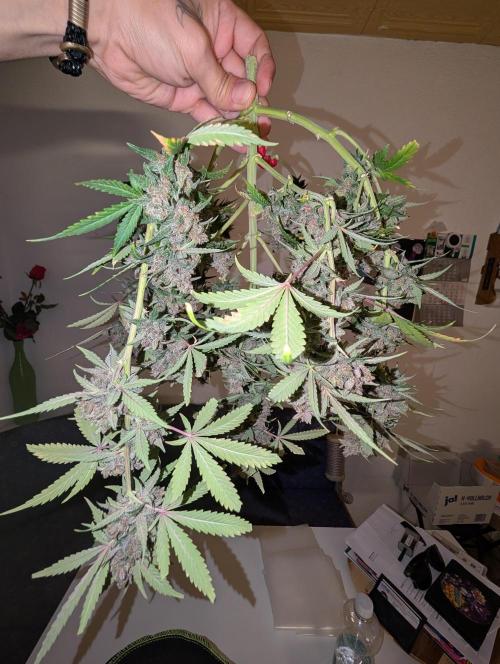 RED GORILLA 🦍 Girl XL Auto. Week 13
