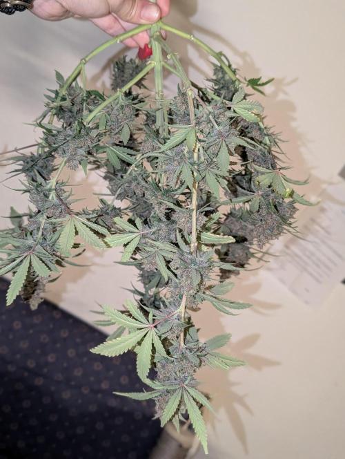 RED GORILLA 🦍 Girl XL Auto. Week 13