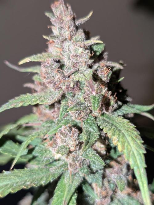 RED GORILLA 🦍 Girl XL Auto. Week 13