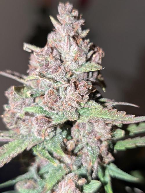 RED GORILLA 🦍 Girl XL Auto. Week 13