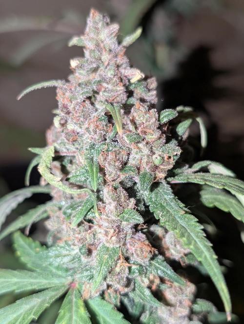 RED GORILLA 🦍 Girl XL Auto. Week 13