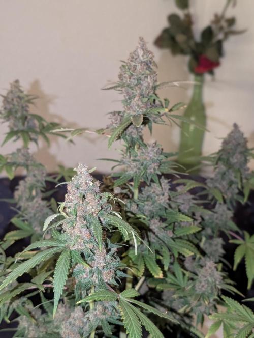 RED GORILLA 🦍 Girl XL Auto. Week 13