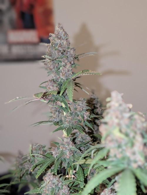 RED GORILLA 🦍 Girl XL Auto. Week 13