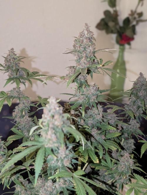 RED GORILLA 🦍 Girl XL Auto. Week 13